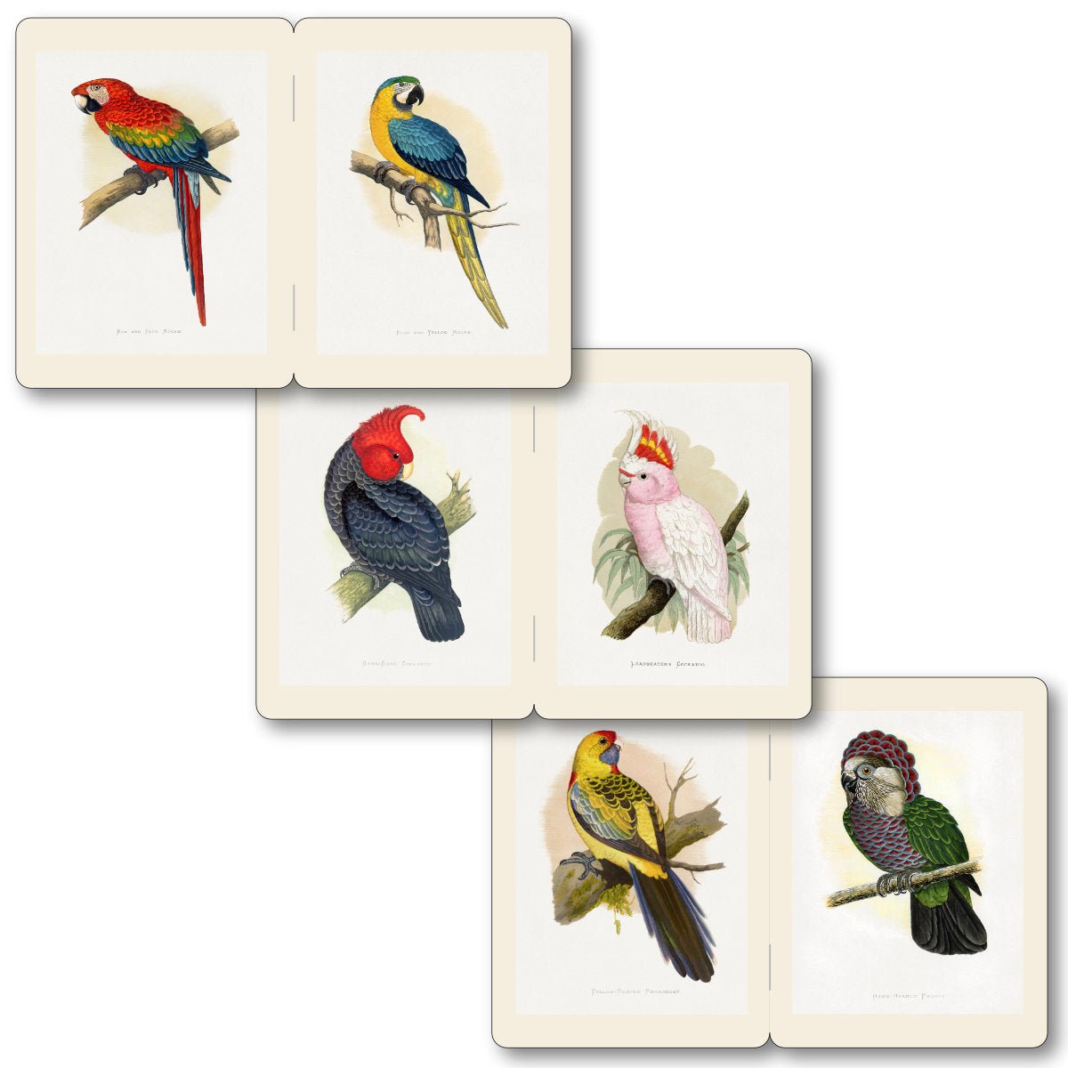 Memo Notebooks - Parrots - Notegeist Bindery