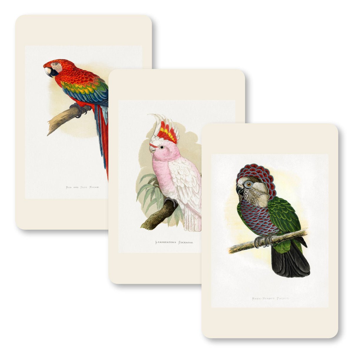 Pocket Notebooks - Parrots - Notegeist Bindery