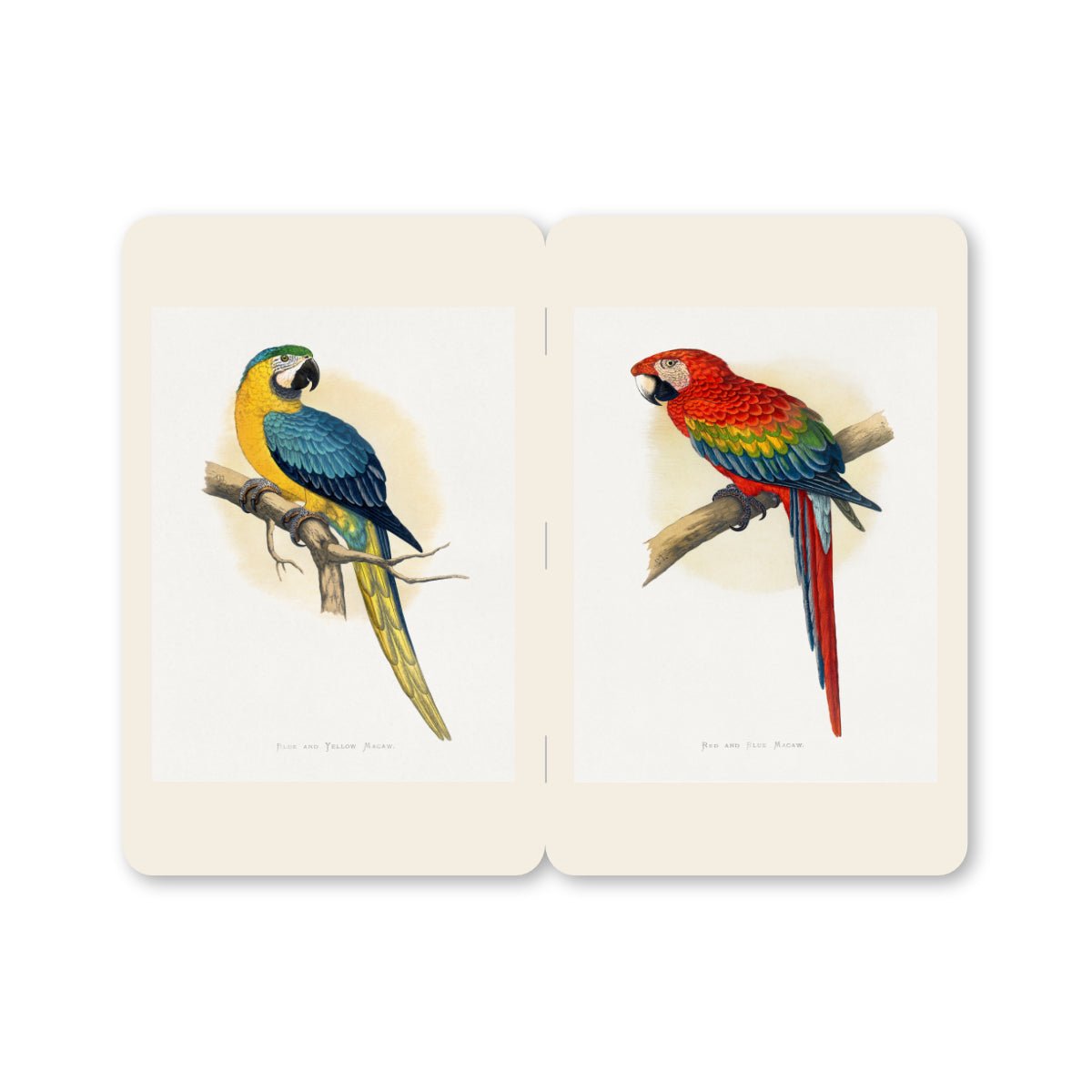 Pocket Notebooks - Parrots - Notegeist Bindery