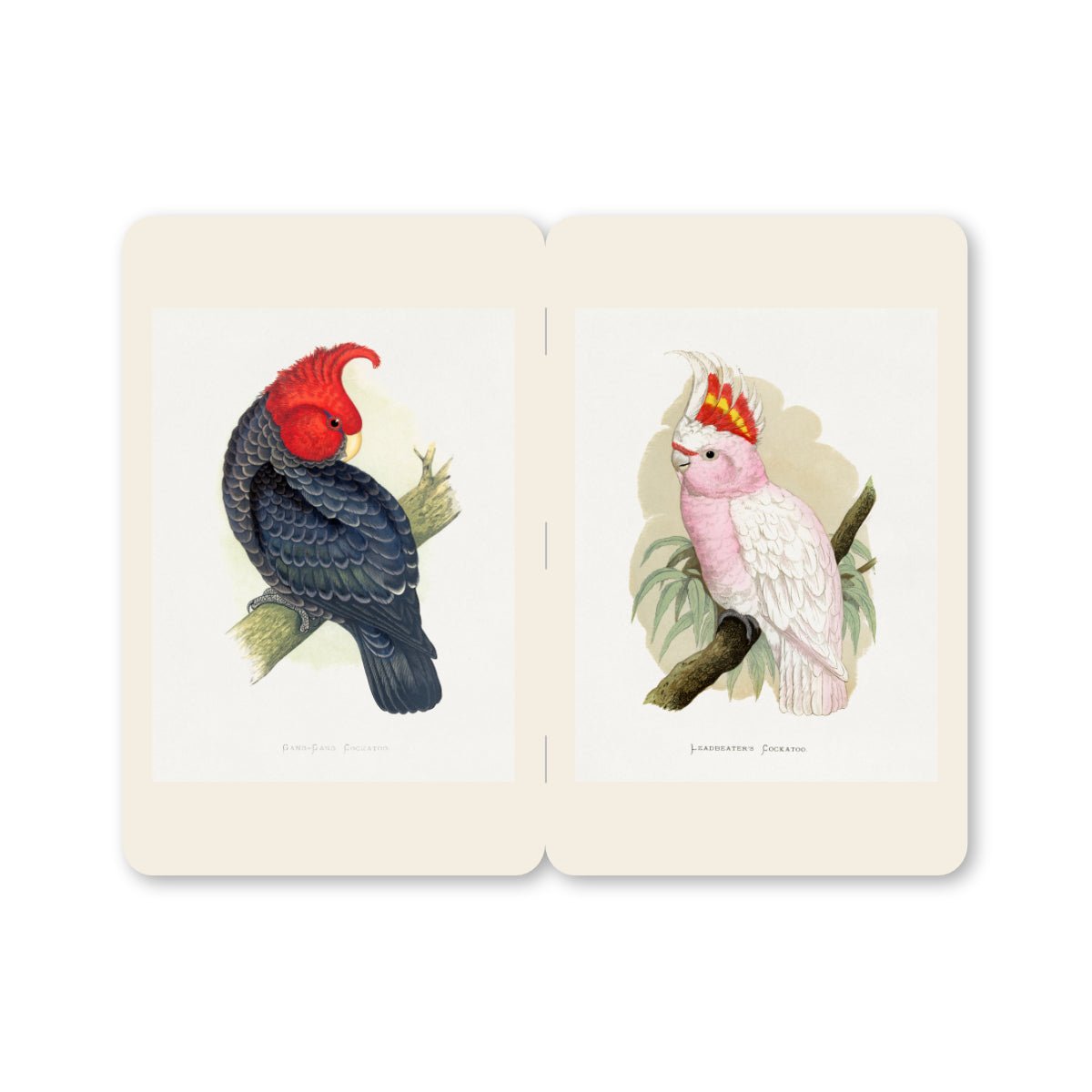 Pocket Notebooks - Parrots - Notegeist Bindery
