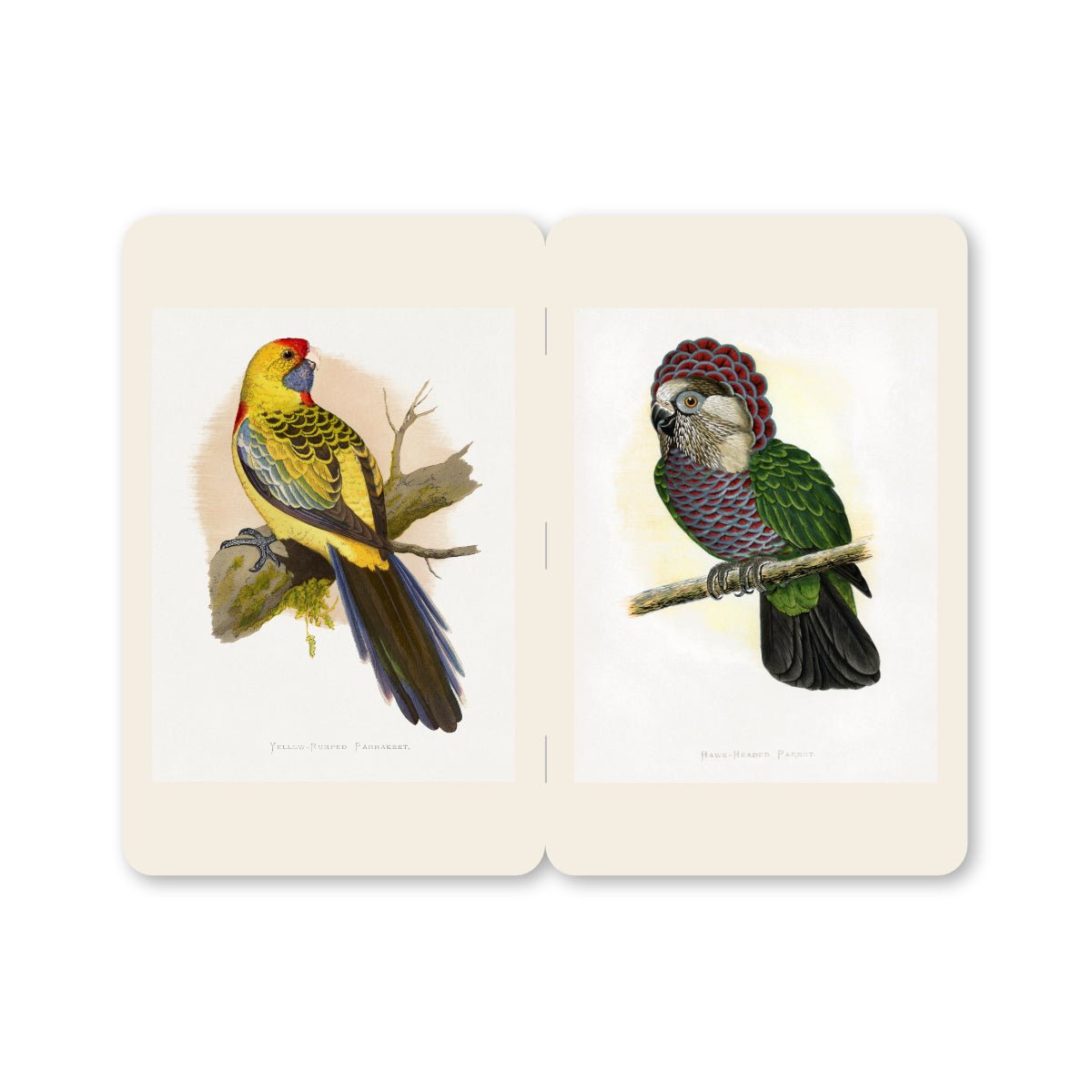 Pocket Notebooks - Parrots - Notegeist Bindery