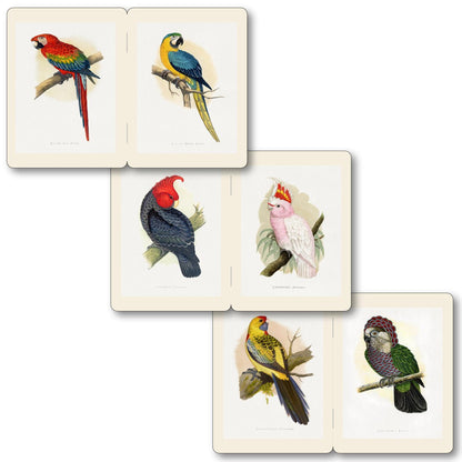 Memo Notebooks - Parrots - Notegeist Bindery