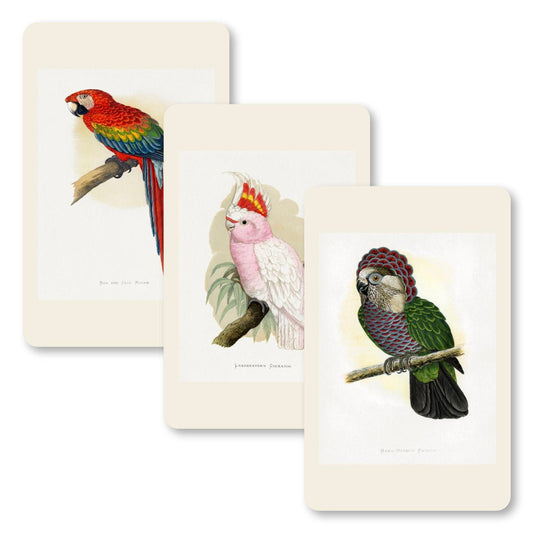 Pocket Notebooks - Parrots - Notegeist Bindery